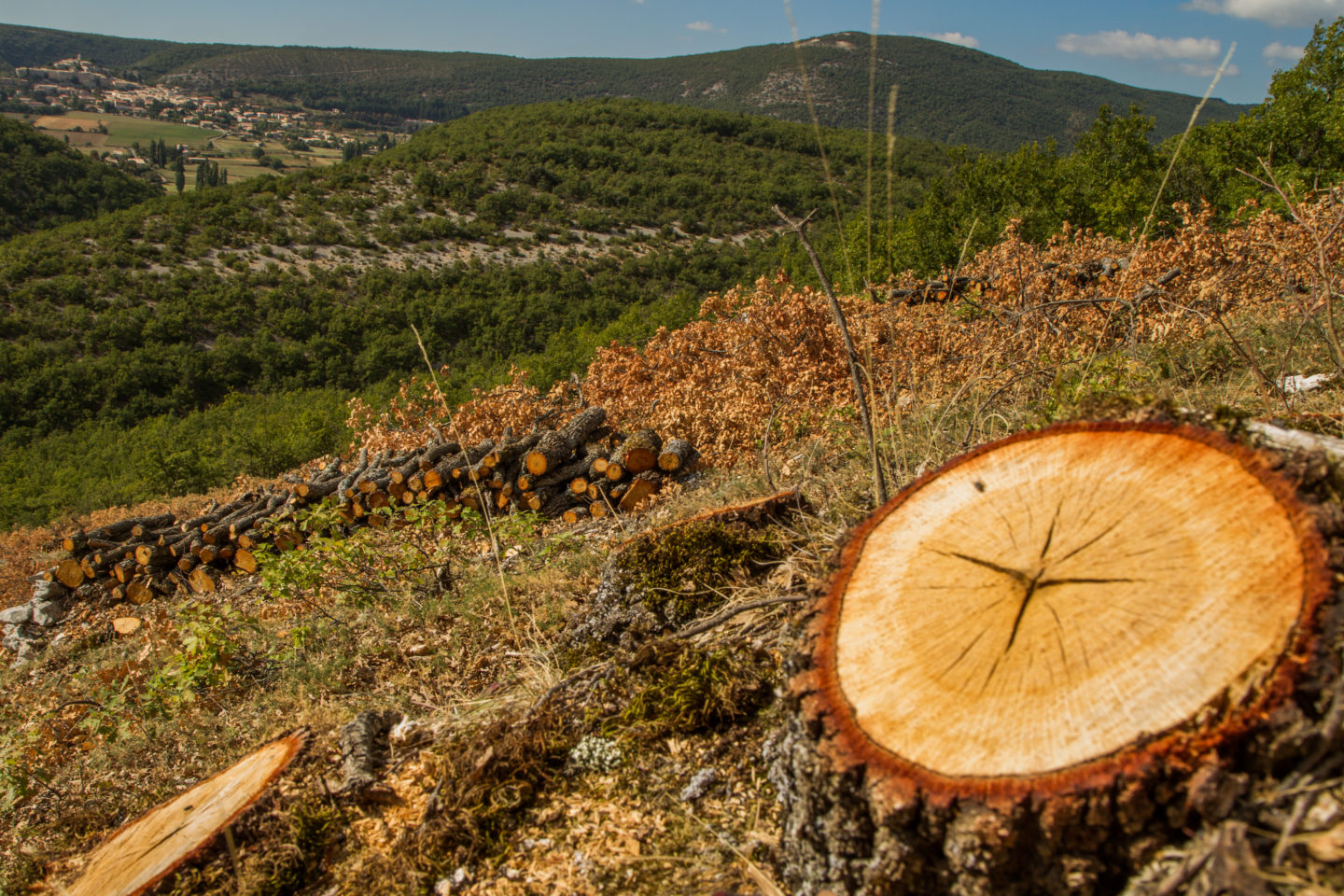Menaces sur la forêt française