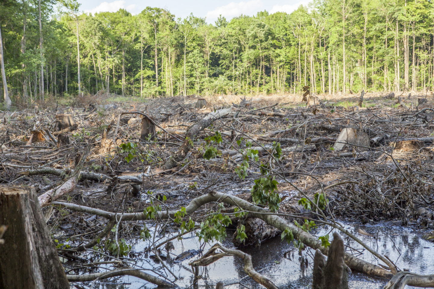 Menaces sur la forêt française