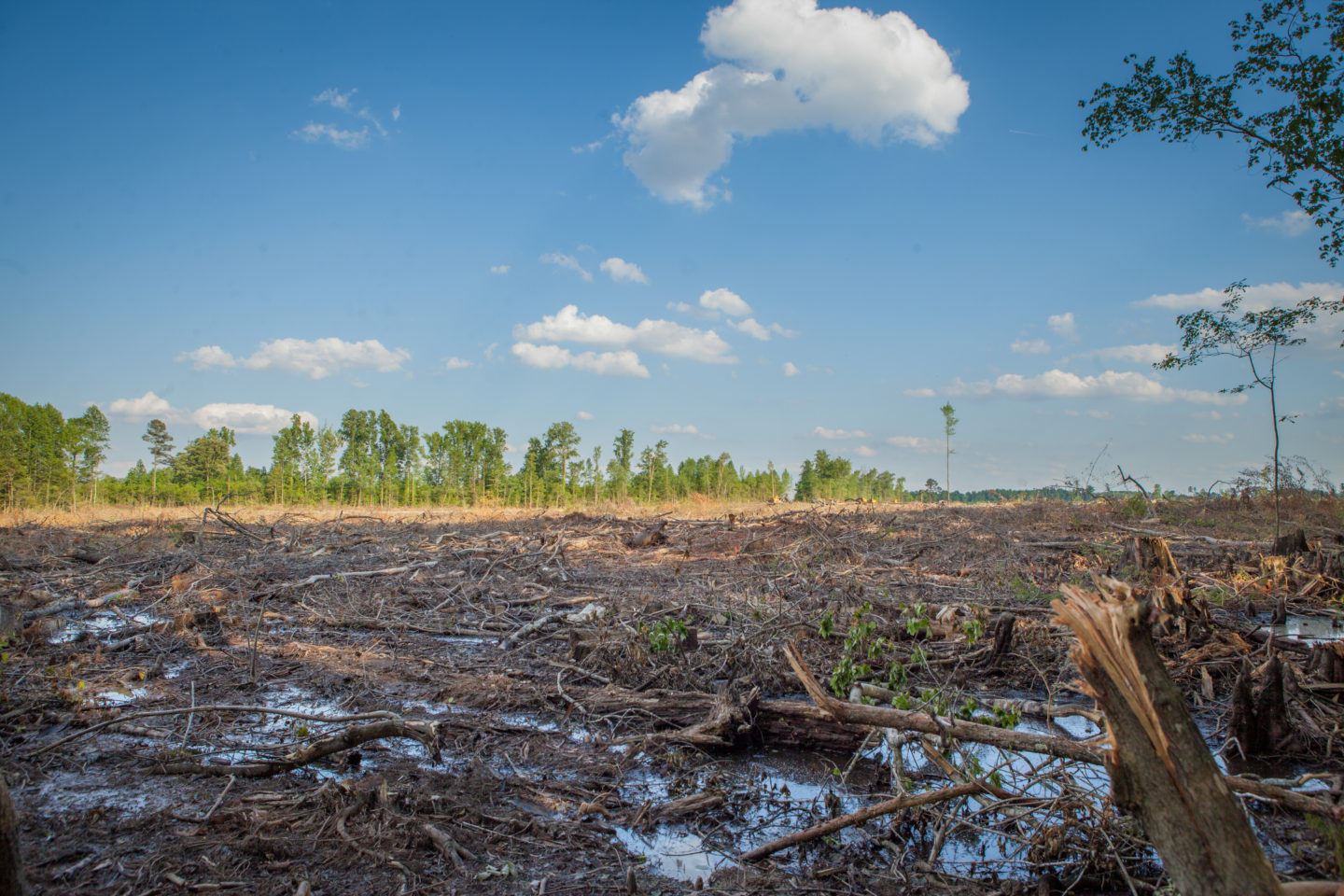 Menaces sur la forêt française