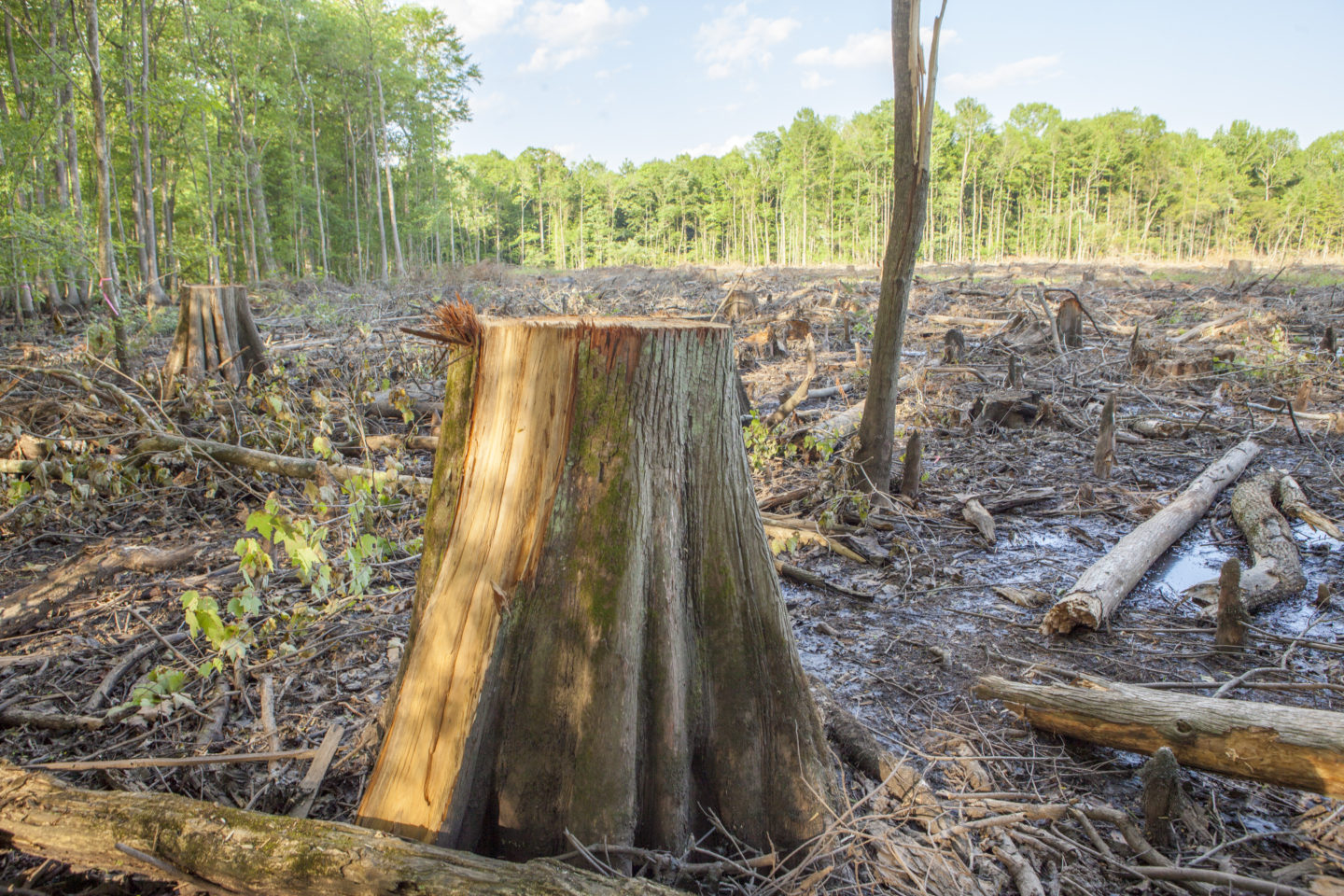 Menaces sur la forêt française
