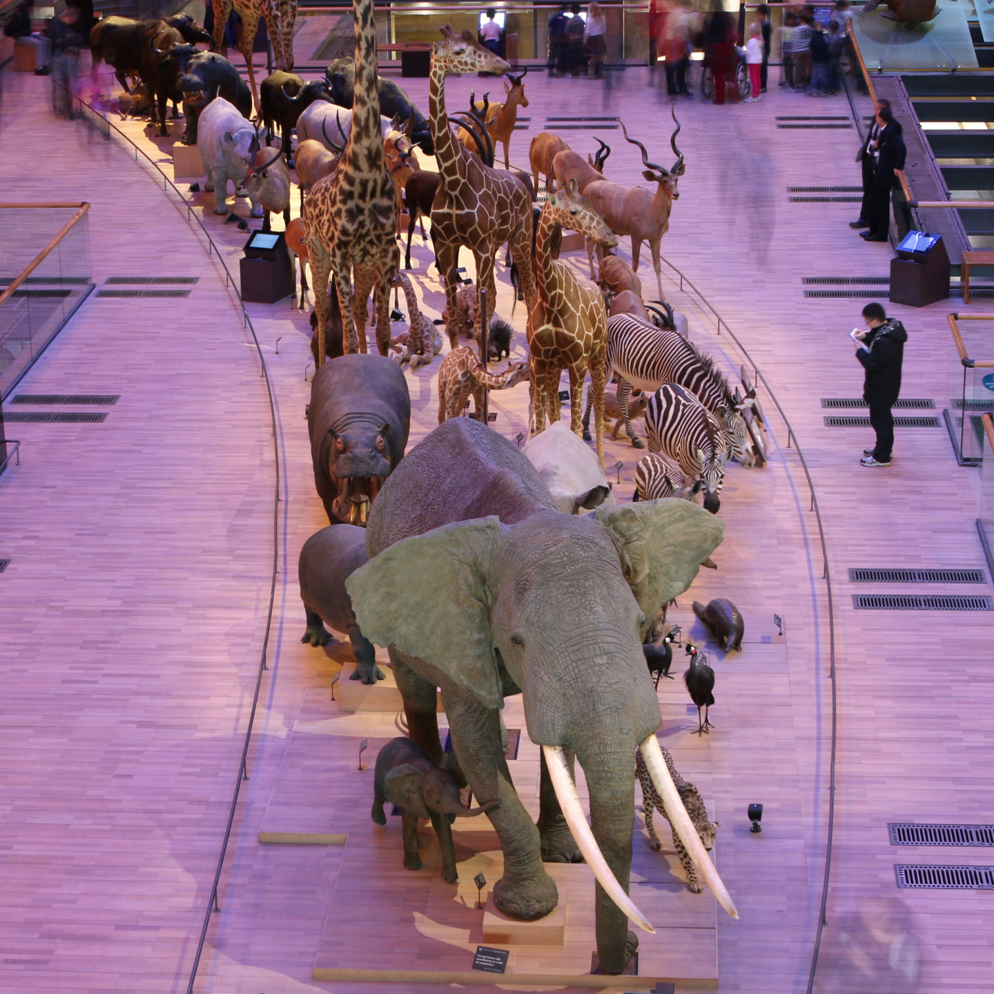 Dans les coulisses du Museum