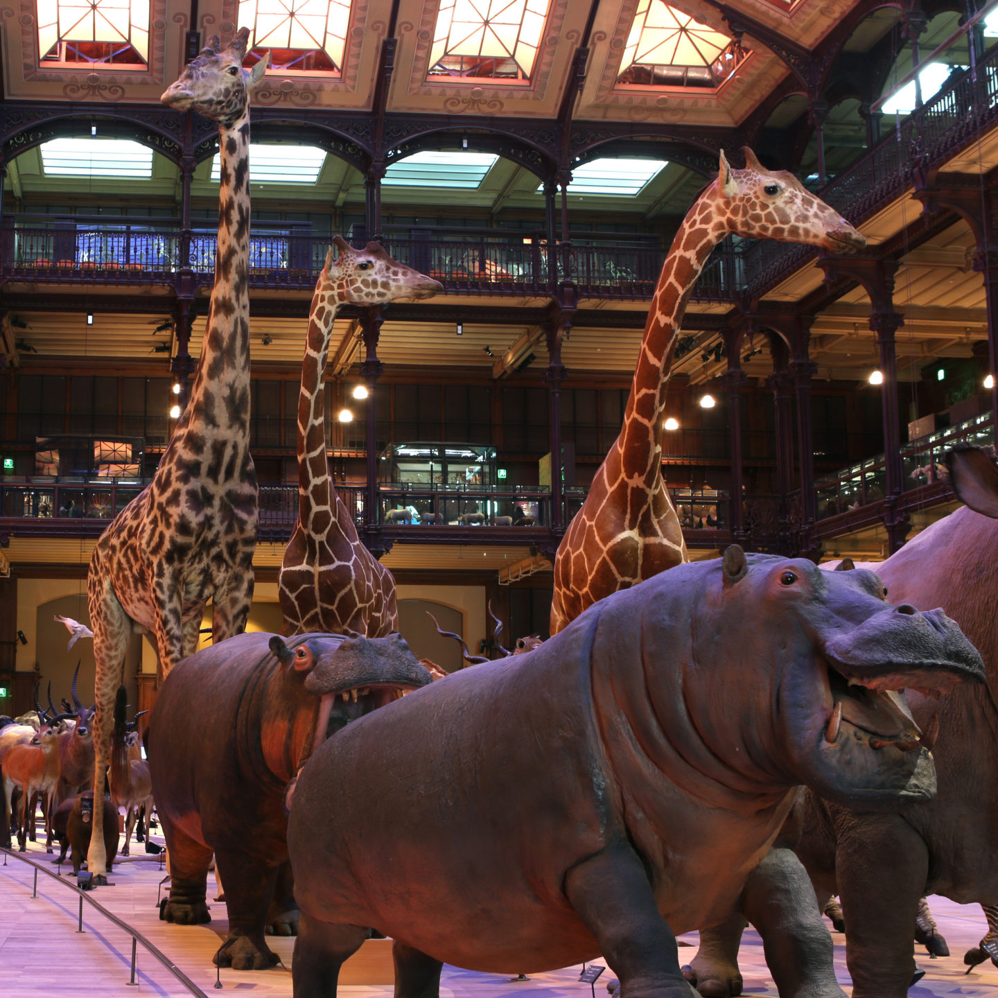 Dans les coulisses du Museum