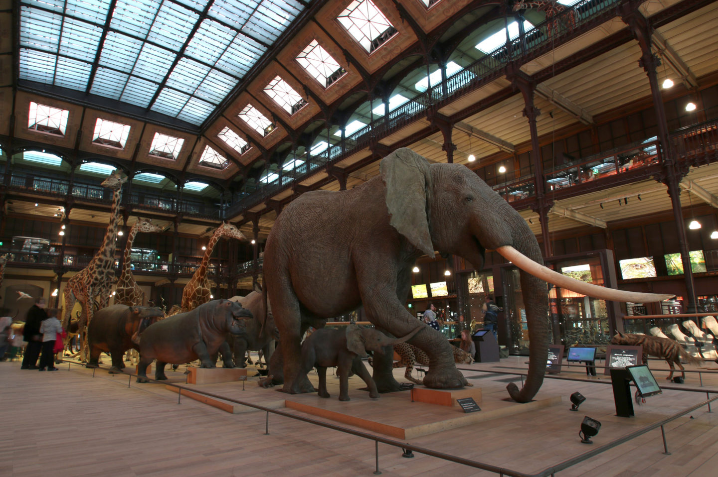 Dans les coulisses du Museum