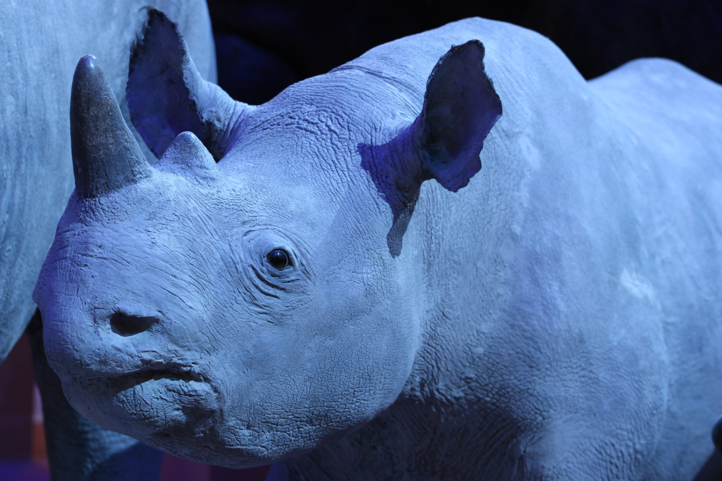 Dans les coulisses du Museum