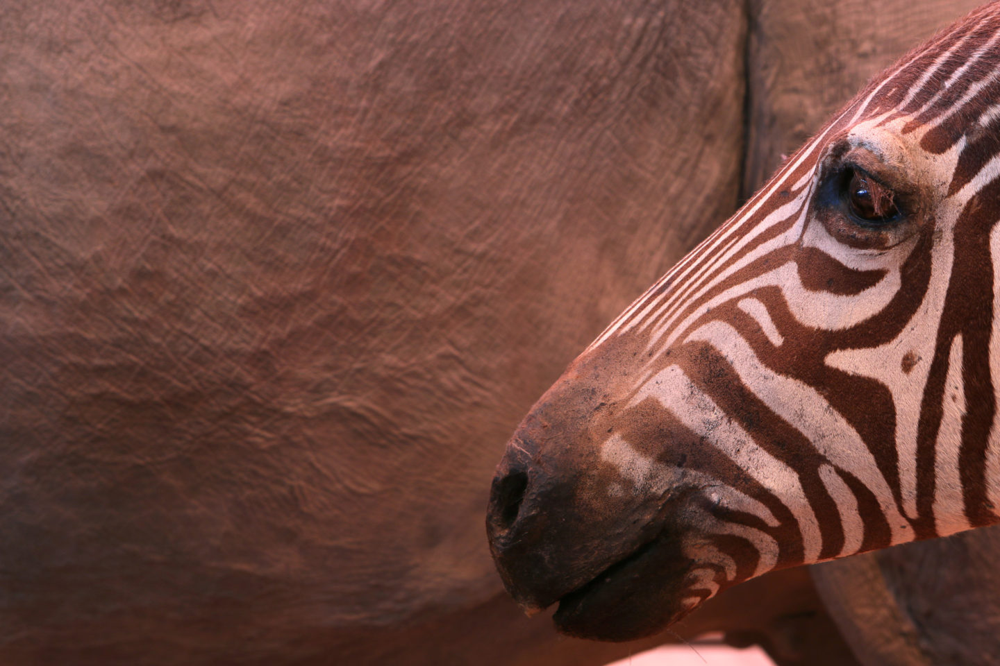 Dans les coulisses du Museum