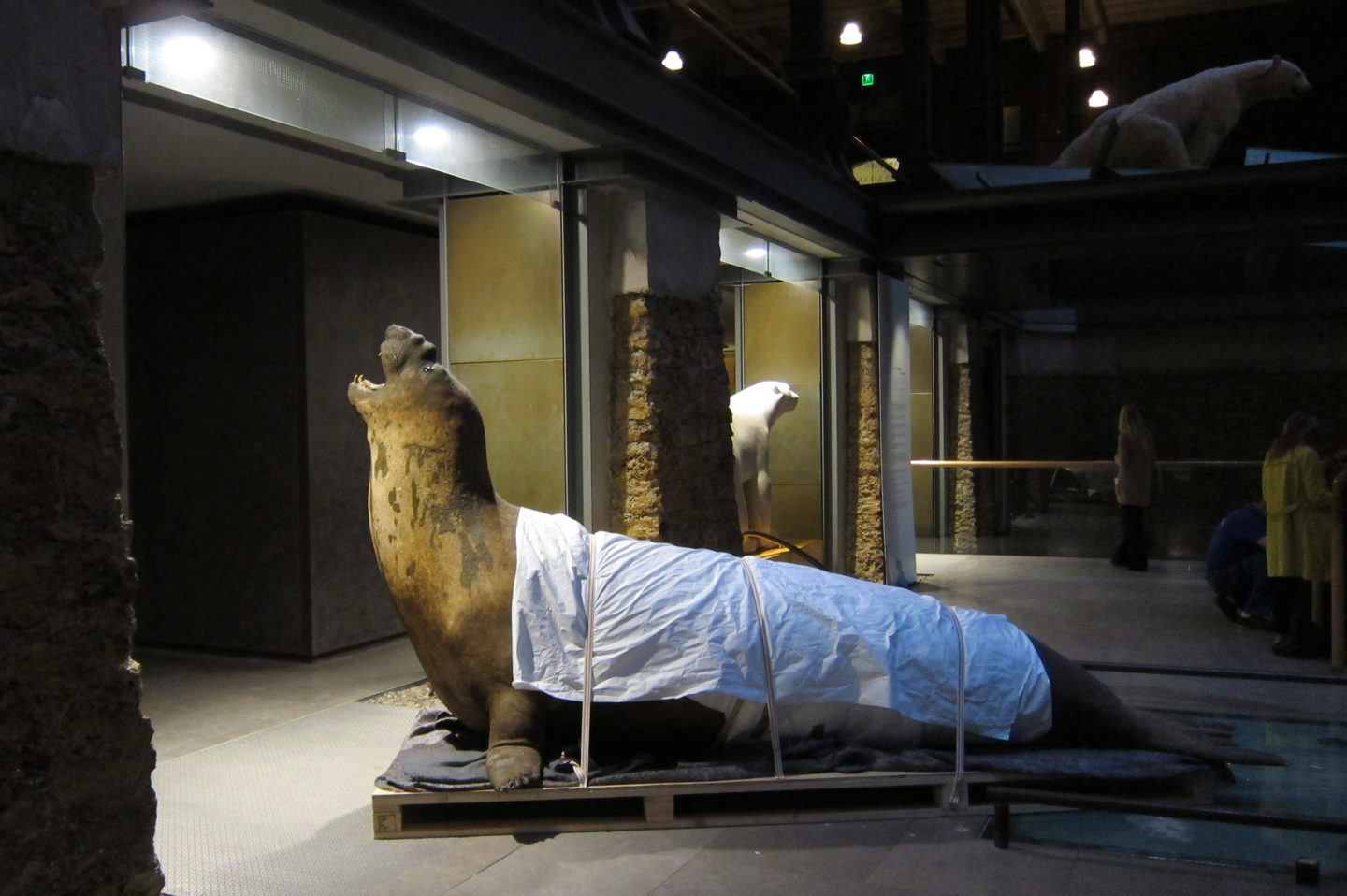 Dans les coulisses du Museum