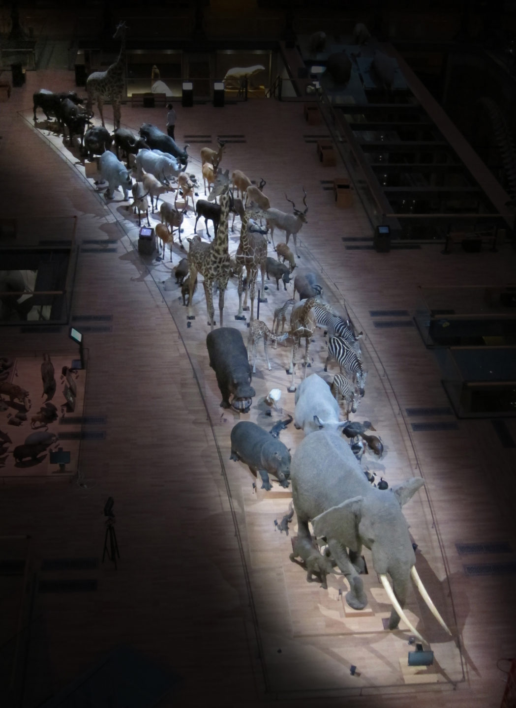 Dans les coulisses du Museum