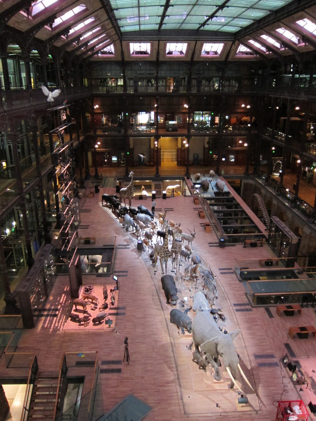 Dans les coulisses du Museum