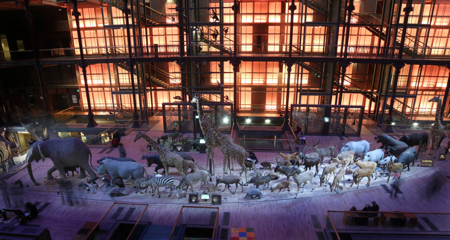 Dans les coulisses du Museum