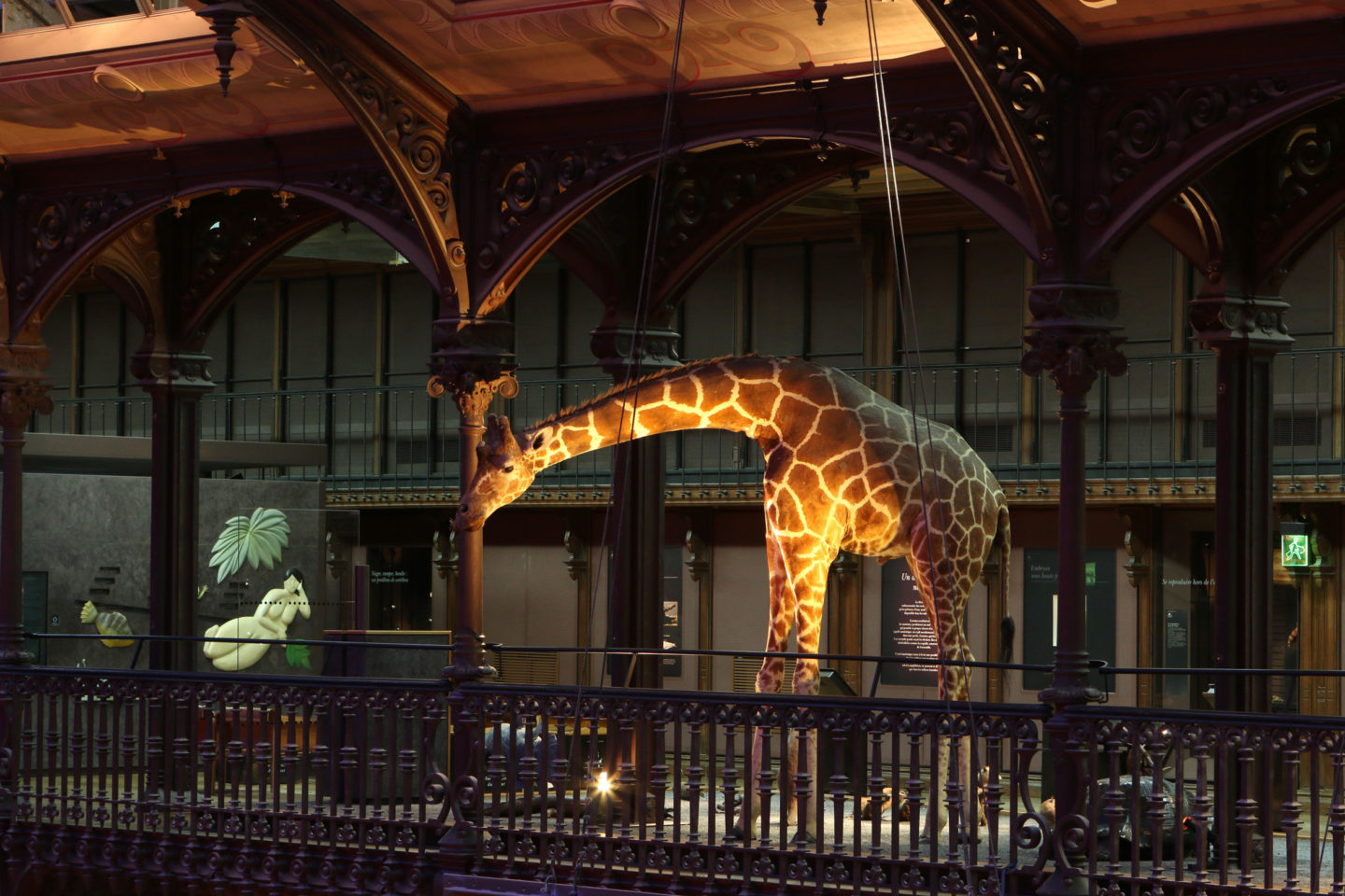 Dans les coulisses du Museum