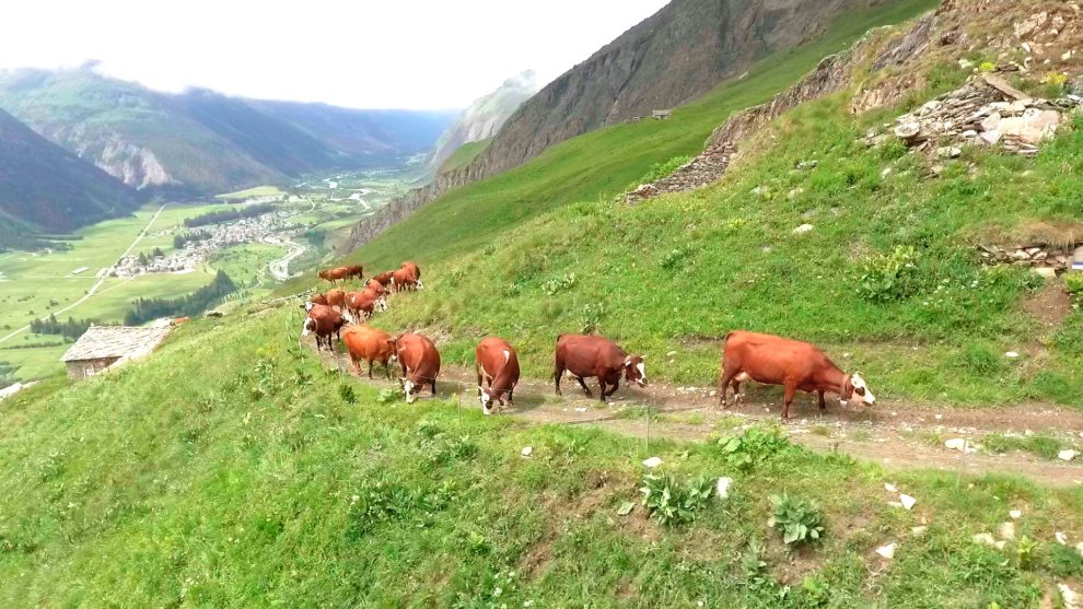 Au bonheur des vaches - Morgane