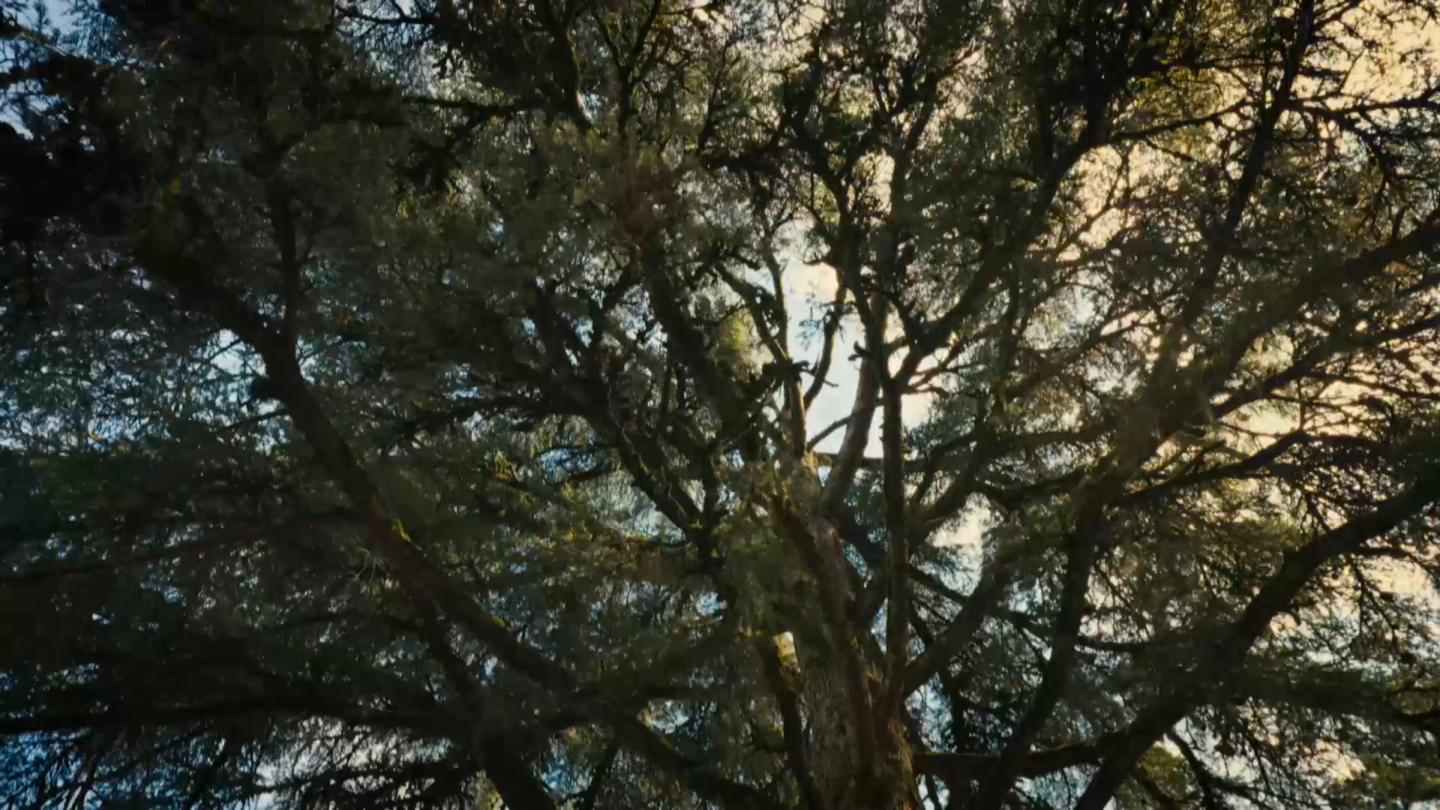 Nos Maisons Enchantées - La Taillade de Nino Ferrer